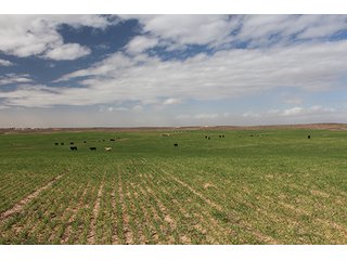Property photo 15 - LAND AUCTION - 9,480+/- ACRES OFFERED IN 5 TRACTS IN FINNEY & HASKELL COUNTIES, KANSAS