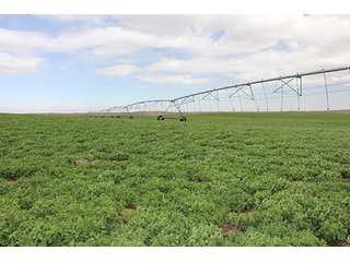 Property photo 8 - LAND AUCTION - 9,480+/- ACRES OFFERED IN 5 TRACTS IN FINNEY & HASKELL COUNTIES, KANSAS