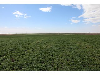 Property photo 7 - LAND AUCTION - 9,480+/- ACRES OFFERED IN 5 TRACTS IN FINNEY & HASKELL COUNTIES, KANSAS