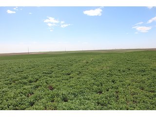 Property photo 11 - LAND AUCTION - 9,480+/- ACRES OFFERED IN 5 TRACTS IN FINNEY & HASKELL COUNTIES, KANSAS