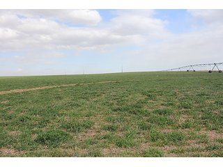 Property photo 9 - LAND AUCTION - 9,480+/- ACRES OFFERED IN 5 TRACTS IN FINNEY & HASKELL COUNTIES, KANSAS