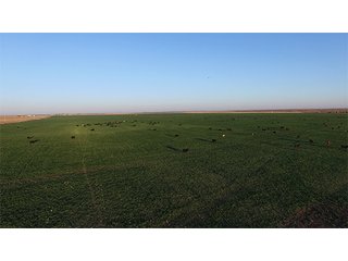 Property photo 16 - LAND AUCTION - 9,480+/- ACRES OFFERED IN 5 TRACTS IN FINNEY & HASKELL COUNTIES, KANSAS