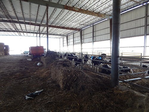 Property photo 171 - *** Accepted Offer. Auction Cancelled *** - COMPLETE DAIRY DISPERSAL AUCTION - 934+/- ACRES IN 11 TRACTS IN PAULDING & VAN WERT COUNTIES, OHIO