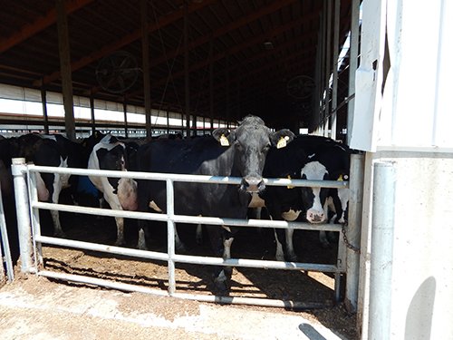 Property photo 158 - *** Accepted Offer. Auction Cancelled *** - COMPLETE DAIRY DISPERSAL AUCTION - 934+/- ACRES IN 11 TRACTS IN PAULDING & VAN WERT COUNTIES, OHIO