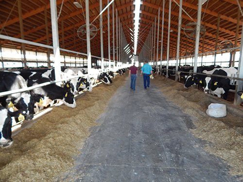 Property photo 162 - *** Accepted Offer. Auction Cancelled *** - COMPLETE DAIRY DISPERSAL AUCTION - 934+/- ACRES IN 11 TRACTS IN PAULDING & VAN WERT COUNTIES, OHIO