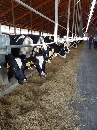 Property photo 188 - *** Accepted Offer. Auction Cancelled *** - COMPLETE DAIRY DISPERSAL AUCTION - 934+/- ACRES IN 11 TRACTS IN PAULDING & VAN WERT COUNTIES, OHIO
