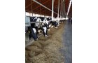 Property photo 188 - *** Accepted Offer. Auction Cancelled *** - COMPLETE DAIRY DISPERSAL AUCTION - 934+/- ACRES IN 11 TRACTS IN PAULDING & VAN WERT COUNTIES, OHIO