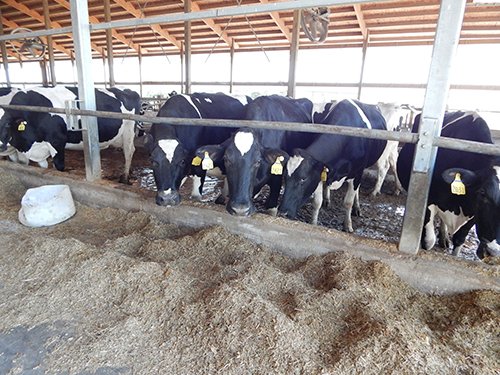 Property photo 144 - *** Accepted Offer. Auction Cancelled *** - COMPLETE DAIRY DISPERSAL AUCTION - 934+/- ACRES IN 11 TRACTS IN PAULDING & VAN WERT COUNTIES, OHIO