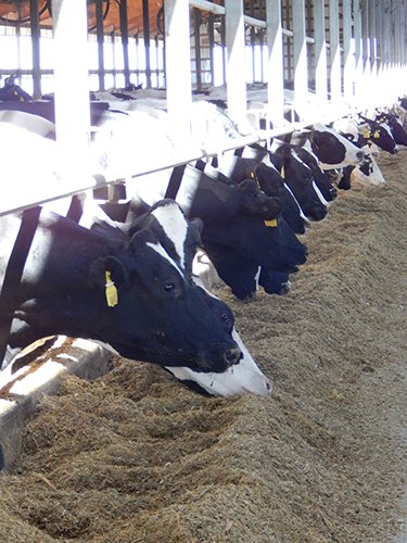 Property photo 189 - *** Accepted Offer. Auction Cancelled *** - COMPLETE DAIRY DISPERSAL AUCTION - 934+/- ACRES IN 11 TRACTS IN PAULDING & VAN WERT COUNTIES, OHIO