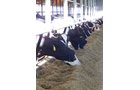 Property photo 189 - *** Accepted Offer. Auction Cancelled *** - COMPLETE DAIRY DISPERSAL AUCTION - 934+/- ACRES IN 11 TRACTS IN PAULDING & VAN WERT COUNTIES, OHIO