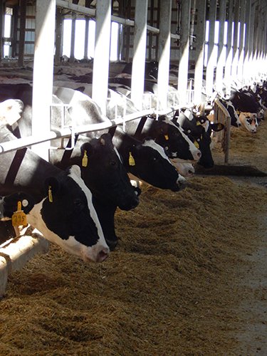 Property photo 192 - *** Accepted Offer. Auction Cancelled *** - COMPLETE DAIRY DISPERSAL AUCTION - 934+/- ACRES IN 11 TRACTS IN PAULDING & VAN WERT COUNTIES, OHIO