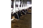Property photo 192 - *** Accepted Offer. Auction Cancelled *** - COMPLETE DAIRY DISPERSAL AUCTION - 934+/- ACRES IN 11 TRACTS IN PAULDING & VAN WERT COUNTIES, OHIO