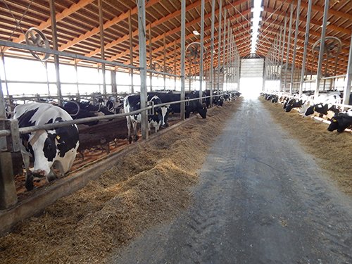 Property photo 156 - *** Accepted Offer. Auction Cancelled *** - COMPLETE DAIRY DISPERSAL AUCTION - 934+/- ACRES IN 11 TRACTS IN PAULDING & VAN WERT COUNTIES, OHIO