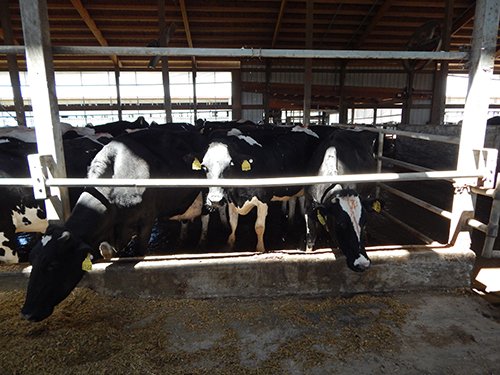 Property photo 165 - *** Accepted Offer. Auction Cancelled *** - COMPLETE DAIRY DISPERSAL AUCTION - 934+/- ACRES IN 11 TRACTS IN PAULDING & VAN WERT COUNTIES, OHIO