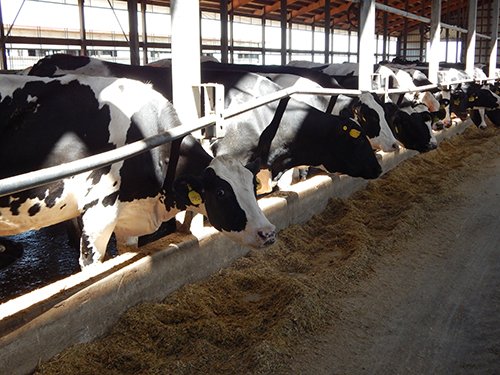 Property photo 138 - *** Accepted Offer. Auction Cancelled *** - COMPLETE DAIRY DISPERSAL AUCTION - 934+/- ACRES IN 11 TRACTS IN PAULDING & VAN WERT COUNTIES, OHIO
