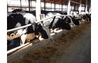 Property photo 138 - *** Accepted Offer. Auction Cancelled *** - COMPLETE DAIRY DISPERSAL AUCTION - 934+/- ACRES IN 11 TRACTS IN PAULDING & VAN WERT COUNTIES, OHIO