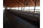 Property photo 178 - *** Accepted Offer. Auction Cancelled *** - COMPLETE DAIRY DISPERSAL AUCTION - 934+/- ACRES IN 11 TRACTS IN PAULDING & VAN WERT COUNTIES, OHIO