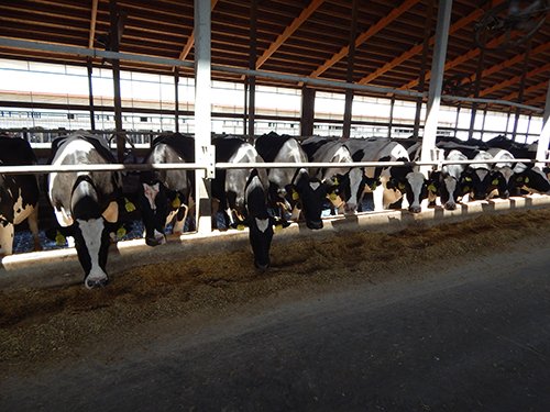 Property photo 185 - *** Accepted Offer. Auction Cancelled *** - COMPLETE DAIRY DISPERSAL AUCTION - 934+/- ACRES IN 11 TRACTS IN PAULDING & VAN WERT COUNTIES, OHIO