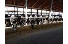 Property photo 185 - *** Accepted Offer. Auction Cancelled *** - COMPLETE DAIRY DISPERSAL AUCTION - 934+/- ACRES IN 11 TRACTS IN PAULDING & VAN WERT COUNTIES, OHIO