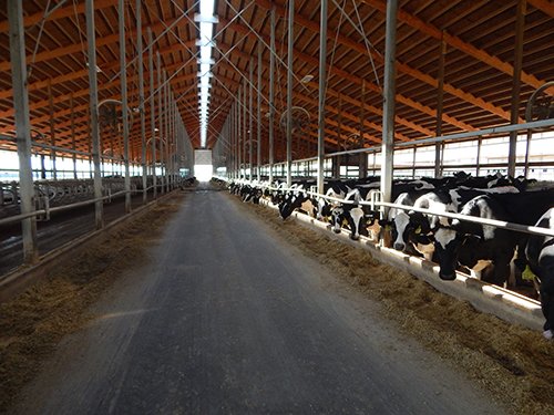 Property photo 167 - *** Accepted Offer. Auction Cancelled *** - COMPLETE DAIRY DISPERSAL AUCTION - 934+/- ACRES IN 11 TRACTS IN PAULDING & VAN WERT COUNTIES, OHIO