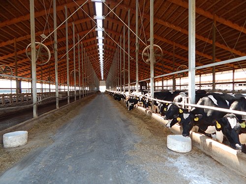 Property photo 35 - *** Accepted Offer. Auction Cancelled *** - COMPLETE DAIRY DISPERSAL AUCTION - 934+/- ACRES IN 11 TRACTS IN PAULDING & VAN WERT COUNTIES, OHIO