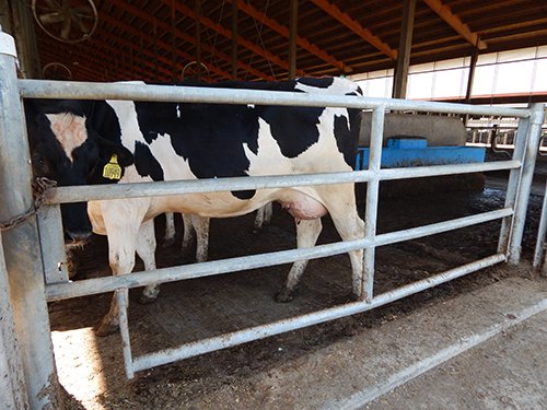 Property photo 142 - *** Accepted Offer. Auction Cancelled *** - COMPLETE DAIRY DISPERSAL AUCTION - 934+/- ACRES IN 11 TRACTS IN PAULDING & VAN WERT COUNTIES, OHIO