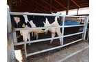 Property photo 142 - *** Accepted Offer. Auction Cancelled *** - COMPLETE DAIRY DISPERSAL AUCTION - 934+/- ACRES IN 11 TRACTS IN PAULDING & VAN WERT COUNTIES, OHIO