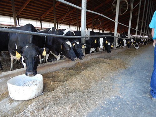 Property photo 176 - *** Accepted Offer. Auction Cancelled *** - COMPLETE DAIRY DISPERSAL AUCTION - 934+/- ACRES IN 11 TRACTS IN PAULDING & VAN WERT COUNTIES, OHIO