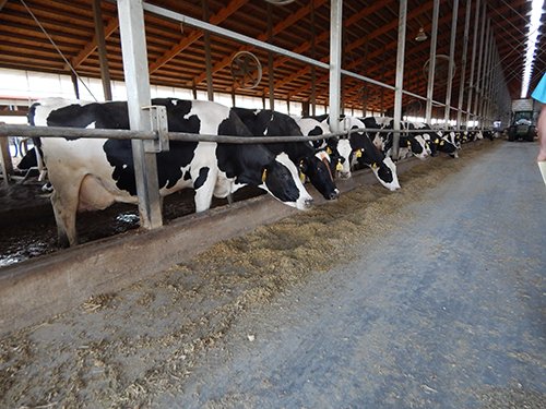 Property photo 163 - *** Accepted Offer. Auction Cancelled *** - COMPLETE DAIRY DISPERSAL AUCTION - 934+/- ACRES IN 11 TRACTS IN PAULDING & VAN WERT COUNTIES, OHIO