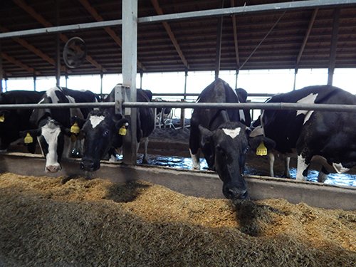 Property photo 154 - *** Accepted Offer. Auction Cancelled *** - COMPLETE DAIRY DISPERSAL AUCTION - 934+/- ACRES IN 11 TRACTS IN PAULDING & VAN WERT COUNTIES, OHIO