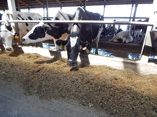 Property photo 180 - *** Accepted Offer. Auction Cancelled *** - COMPLETE DAIRY DISPERSAL AUCTION - 934+/- ACRES IN 11 TRACTS IN PAULDING & VAN WERT COUNTIES, OHIO
