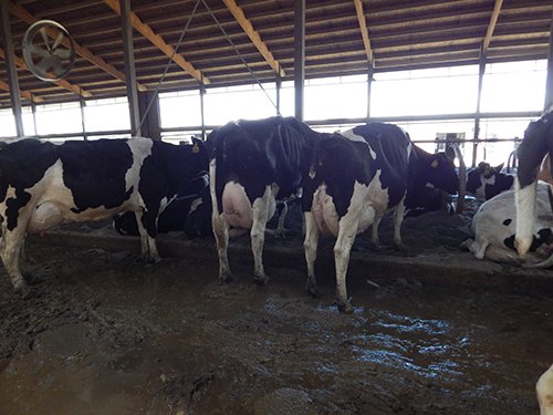 Property photo 152 - *** Accepted Offer. Auction Cancelled *** - COMPLETE DAIRY DISPERSAL AUCTION - 934+/- ACRES IN 11 TRACTS IN PAULDING & VAN WERT COUNTIES, OHIO