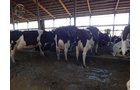 Property photo 152 - *** Accepted Offer. Auction Cancelled *** - COMPLETE DAIRY DISPERSAL AUCTION - 934+/- ACRES IN 11 TRACTS IN PAULDING & VAN WERT COUNTIES, OHIO