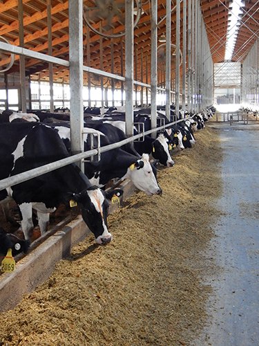 Property photo 186 - *** Accepted Offer. Auction Cancelled *** - COMPLETE DAIRY DISPERSAL AUCTION - 934+/- ACRES IN 11 TRACTS IN PAULDING & VAN WERT COUNTIES, OHIO