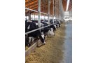 Property photo 186 - *** Accepted Offer. Auction Cancelled *** - COMPLETE DAIRY DISPERSAL AUCTION - 934+/- ACRES IN 11 TRACTS IN PAULDING & VAN WERT COUNTIES, OHIO