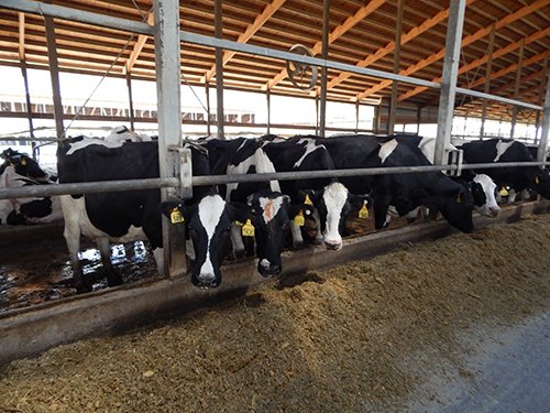 Property photo 160 - *** Accepted Offer. Auction Cancelled *** - COMPLETE DAIRY DISPERSAL AUCTION - 934+/- ACRES IN 11 TRACTS IN PAULDING & VAN WERT COUNTIES, OHIO