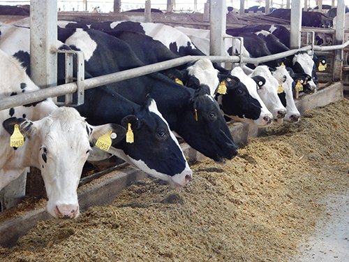 Property photo 183 - *** Accepted Offer. Auction Cancelled *** - COMPLETE DAIRY DISPERSAL AUCTION - 934+/- ACRES IN 11 TRACTS IN PAULDING & VAN WERT COUNTIES, OHIO