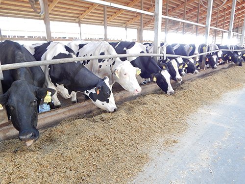 Property photo 161 - *** Accepted Offer. Auction Cancelled *** - COMPLETE DAIRY DISPERSAL AUCTION - 934+/- ACRES IN 11 TRACTS IN PAULDING & VAN WERT COUNTIES, OHIO