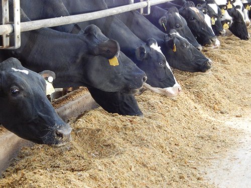 Property photo 164 - *** Accepted Offer. Auction Cancelled *** - COMPLETE DAIRY DISPERSAL AUCTION - 934+/- ACRES IN 11 TRACTS IN PAULDING & VAN WERT COUNTIES, OHIO