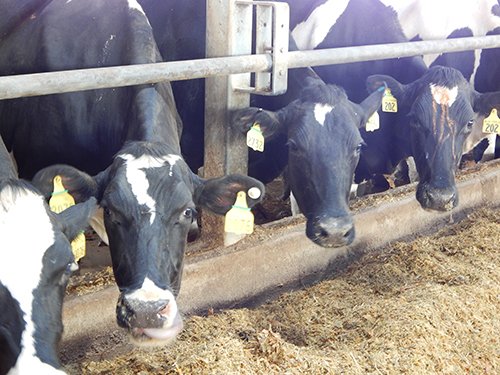 Property photo 147 - *** Accepted Offer. Auction Cancelled *** - COMPLETE DAIRY DISPERSAL AUCTION - 934+/- ACRES IN 11 TRACTS IN PAULDING & VAN WERT COUNTIES, OHIO