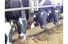 Property photo 147 - *** Accepted Offer. Auction Cancelled *** - COMPLETE DAIRY DISPERSAL AUCTION - 934+/- ACRES IN 11 TRACTS IN PAULDING & VAN WERT COUNTIES, OHIO