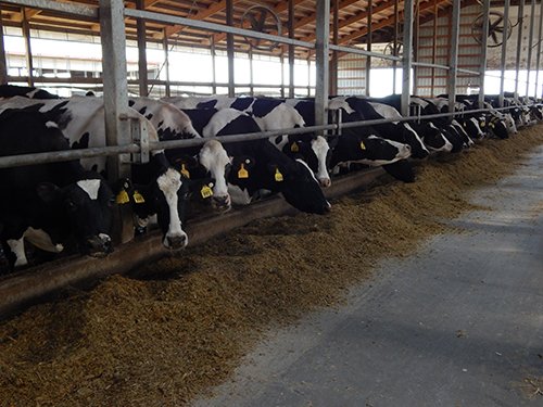 Property photo 145 - *** Accepted Offer. Auction Cancelled *** - COMPLETE DAIRY DISPERSAL AUCTION - 934+/- ACRES IN 11 TRACTS IN PAULDING & VAN WERT COUNTIES, OHIO