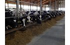 Property photo 145 - *** Accepted Offer. Auction Cancelled *** - COMPLETE DAIRY DISPERSAL AUCTION - 934+/- ACRES IN 11 TRACTS IN PAULDING & VAN WERT COUNTIES, OHIO