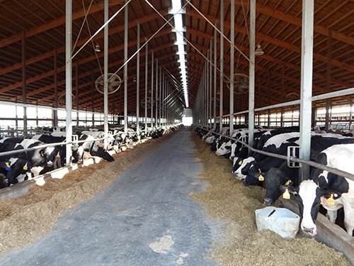 Property photo 168 - *** Accepted Offer. Auction Cancelled *** - COMPLETE DAIRY DISPERSAL AUCTION - 934+/- ACRES IN 11 TRACTS IN PAULDING & VAN WERT COUNTIES, OHIO