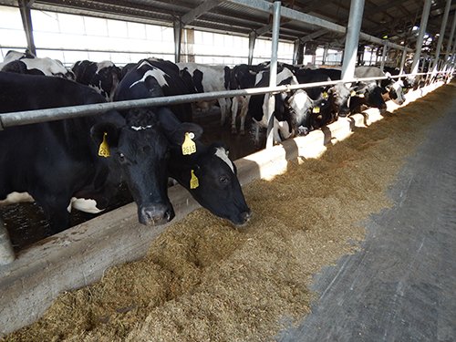 Property photo 141 - *** Accepted Offer. Auction Cancelled *** - COMPLETE DAIRY DISPERSAL AUCTION - 934+/- ACRES IN 11 TRACTS IN PAULDING & VAN WERT COUNTIES, OHIO
