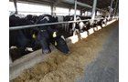 Property photo 141 - *** Accepted Offer. Auction Cancelled *** - COMPLETE DAIRY DISPERSAL AUCTION - 934+/- ACRES IN 11 TRACTS IN PAULDING & VAN WERT COUNTIES, OHIO