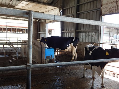 Property photo 157 - *** Accepted Offer. Auction Cancelled *** - COMPLETE DAIRY DISPERSAL AUCTION - 934+/- ACRES IN 11 TRACTS IN PAULDING & VAN WERT COUNTIES, OHIO