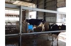 Property photo 157 - *** Accepted Offer. Auction Cancelled *** - COMPLETE DAIRY DISPERSAL AUCTION - 934+/- ACRES IN 11 TRACTS IN PAULDING & VAN WERT COUNTIES, OHIO