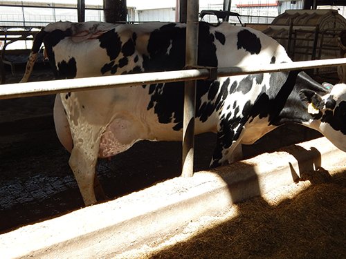 Property photo 179 - *** Accepted Offer. Auction Cancelled *** - COMPLETE DAIRY DISPERSAL AUCTION - 934+/- ACRES IN 11 TRACTS IN PAULDING & VAN WERT COUNTIES, OHIO