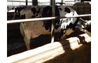 Property photo 179 - *** Accepted Offer. Auction Cancelled *** - COMPLETE DAIRY DISPERSAL AUCTION - 934+/- ACRES IN 11 TRACTS IN PAULDING & VAN WERT COUNTIES, OHIO